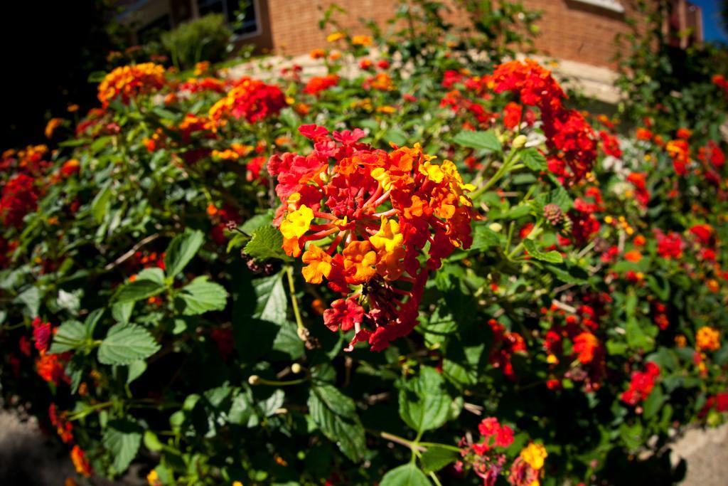 فندق Lantana Garden Pilas المظهر الخارجي الصورة